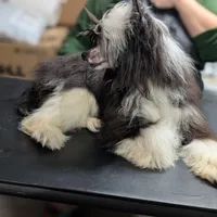 Phantom, a male Chinese Crested for sale in New Castle, PA – Photo 5 of 8