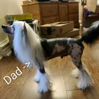 Phantom, a male Chinese Crested for sale in New Castle, PA – Photo 8 of 8