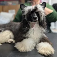 Phantom, a male Chinese Crested for sale in New Castle, PA – Photo 2 of 8