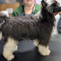 Phantom, a male Chinese Crested for sale in New Castle, PA – Photo 3 of 8