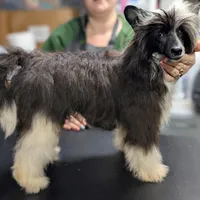 Phantom, a male Chinese Crested for sale in New Castle, PA – Photo 6 of 8