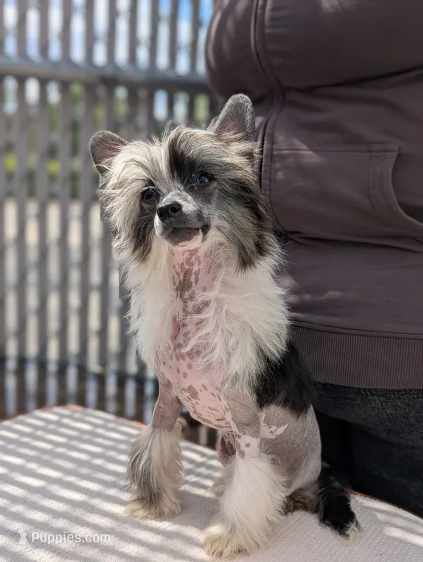 Ether – Chinese Crested puppy for sale in Pittsburgh, PA