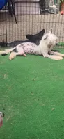 Valemon, a female Chinese Crested for sale in Pittsburgh, PA – 2 of 3