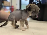 Aesop, a male Chinese Crested for sale in Pittsburgh, PA – 7 of 9