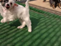 Dapple, a male Chinese Crested for sale in Pittsburgh, PA – 3 of 5