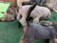 Aesop, a male Chinese Crested for sale in Pittsburgh, PA – 5 of 9