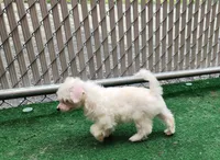 Dapple, a male Chinese Crested for sale in Pittsburgh, PA – 2 of 5