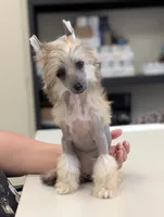 Lark, a female Chinese Crested for sale in Pittsburgh, PA – 3 of 5