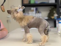 Lark, a female Chinese Crested for sale in Pittsburgh, PA – 4 of 5