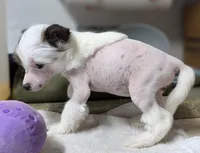 Elodie, a female Chinese Crested for sale in New Castle, PA – Photo 3 of 6