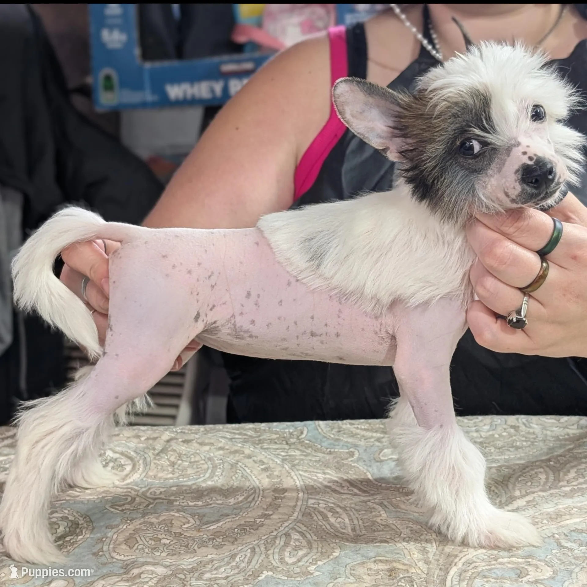 Elodie – Chinese Crested puppy for sale in New Castle, PA