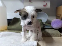 Elodie, a female Chinese Crested for sale in New Castle, PA – Photo 5 of 6