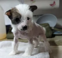 Elodie, a female Chinese Crested for sale in New Castle, PA – Photo 1 of 6