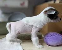 Elodie, a female Chinese Crested for sale in New Castle, PA – Photo 4 of 6