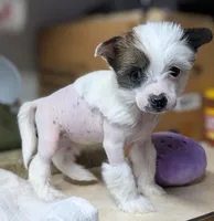 Elodie, a female Chinese Crested for sale in New Castle, PA – Photo 2 of 6