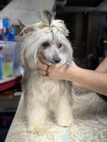 Anubis, a male Chinese Crested for sale in New Castle, PA – Photo 5 of 9