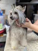 Anubis, a male Chinese Crested for sale in New Castle, PA – Photo 2 of 9