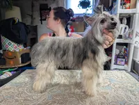 Anubis, a male Chinese Crested for sale in New Castle, PA – Photo 3 of 9