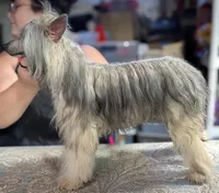 Anubis, a male Chinese Crested for sale in New Castle, PA – Photo 1 of 9