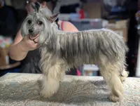 Anubis, a male Chinese Crested for sale in New Castle, PA – Photo 8 of 9