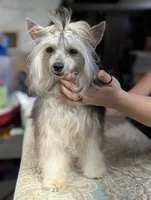 Anubis, a male Chinese Crested for sale in New Castle, PA – Photo 7 of 9