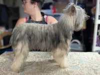 Anubis, a male Chinese Crested for sale in New Castle, PA – Photo 4 of 9