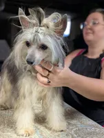 Anubis, a male Chinese Crested for sale in New Castle, PA – Photo 6 of 9