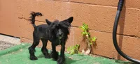 Grimm, a male Chinese Crested for sale in Pittsburgh, PA – 3 of 10