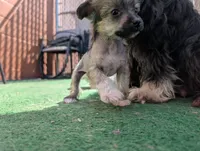 Aesop, a male Chinese Crested for sale in Pittsburgh, PA – 9 of 9