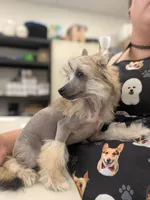 Lark, a female Chinese Crested for sale in Pittsburgh, PA – 2 of 5