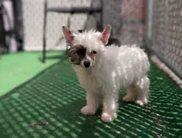 Dapple, a male Chinese Crested for sale in Pittsburgh, PA – 1 of 8