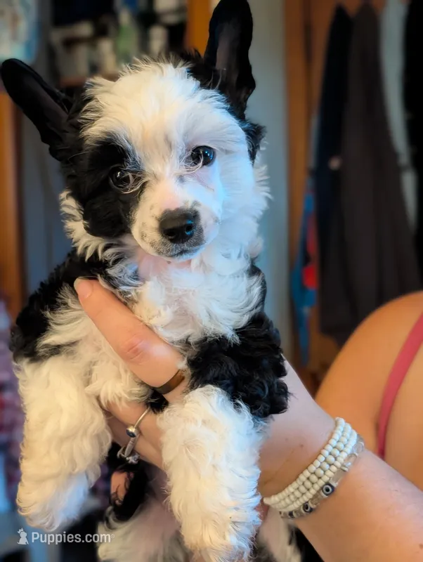 Chamomile, a female Chinese Crested for sale in New Castle, PA – Photo 1 of 2