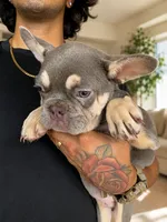 Handsome , a male French Bulldog for sale in Fort Lauderdale, FL – 5 of 5