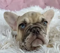 Luna, a female French Bulldog for sale in Fort Lauderdale, FL – 1 of 5