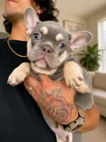 Handsome , a male French Bulldog for sale in Fort Lauderdale, FL – 4 of 5