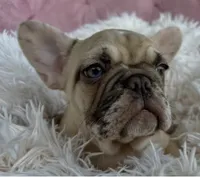 Luna, a female French Bulldog for sale in Fort Lauderdale, FL – 4 of 5