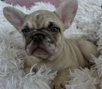 Luna, a female French Bulldog for sale in Fort Lauderdale, FL – 5 of 5