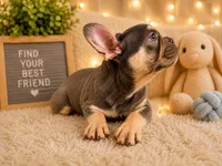 Handsome , a male French Bulldog for sale in Fort Lauderdale, FL – 3 of 5