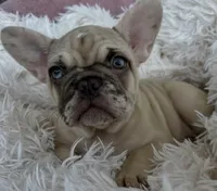 Luna, a female French Bulldog for sale in Fort Lauderdale, FL – 3 of 5