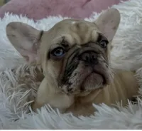 Luna, a female French Bulldog for sale in Fort Lauderdale, FL – 2 of 5