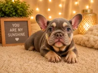 Handsome , a male French Bulldog for sale in Fort Lauderdale, FL – 1 of 5