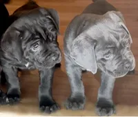Cane Corso Black, a female Cane Corso for sale in Charlotte, NC – 2 of 6