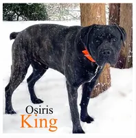 Cane Corso Black, a female Cane Corso for sale in Charlotte, NC – 5 of 6