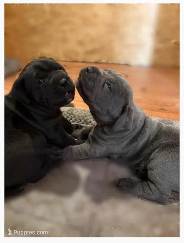 Cane Corso – Cane Corso puppy for sale in Charlotte, NC