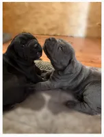 Cane Corso, a male Cane Corso for sale in Charlotte, NC – 2 of 5