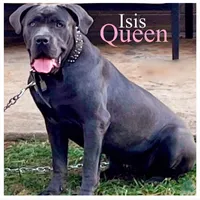 Cane Corso, a male Cane Corso for sale in Charlotte, NC – Photo 3 of 3