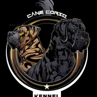 Cane Corso, a male Cane Corso for sale in Charlotte, NC – Photo 2 of 3