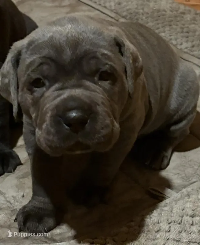 Cane Corso – Cane Corso puppy for sale in Charlotte, NC
