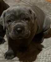 Cane Corso, a male Cane Corso for sale in Charlotte, NC – 1 of 5