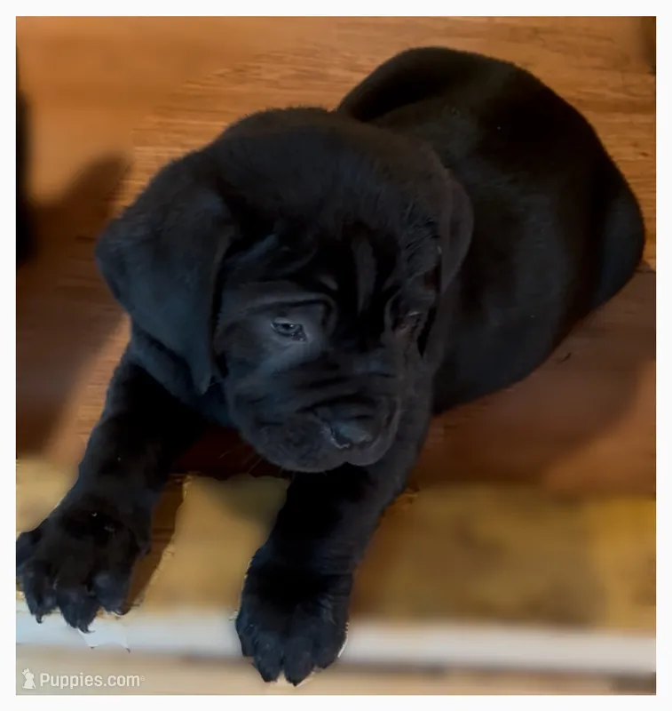 Cane Corso Black – Cane Corso puppy on hold in Charlotte, NC